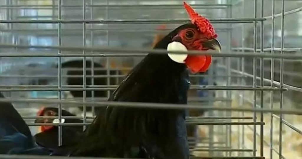 Bird flu forces chickens into lockdown amid historic outbreak
