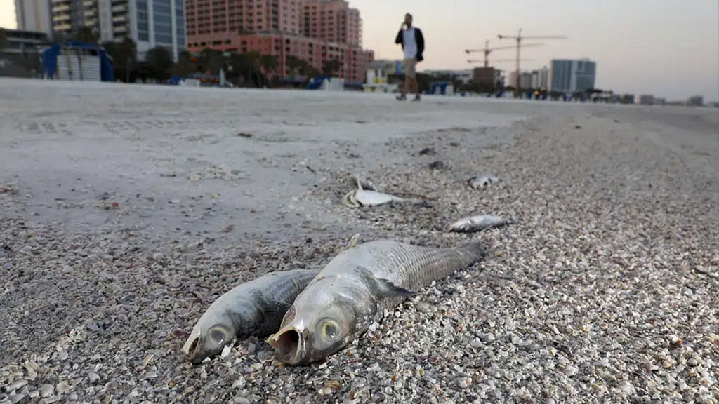 Florida red tide brings burning eyes, thousands of dead fish