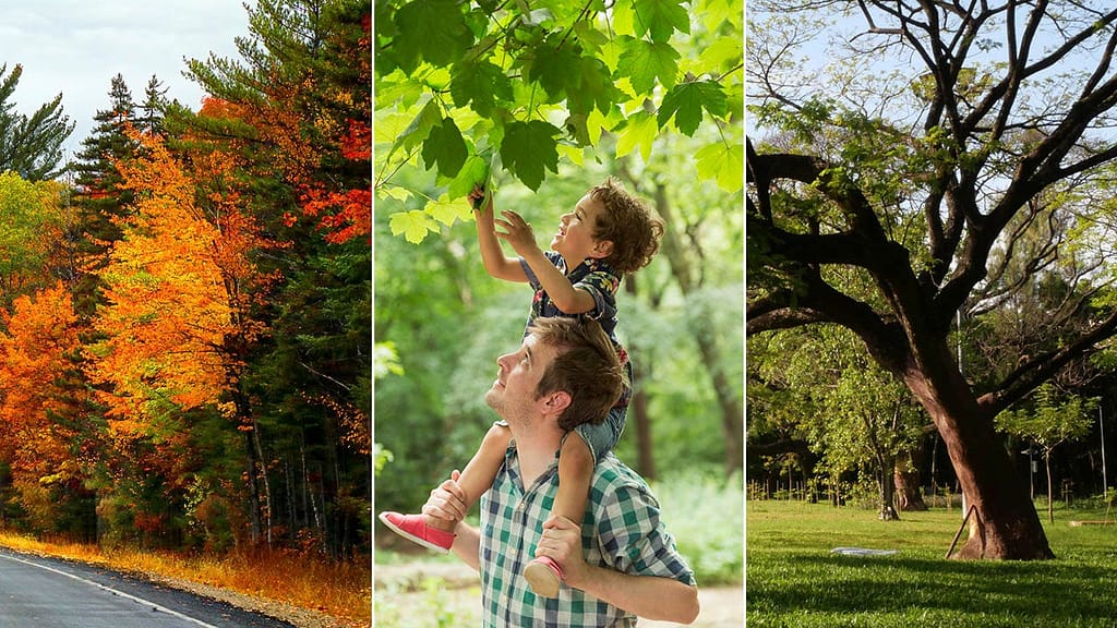 Tree quiz! How well do you know these surprising facts about trees?