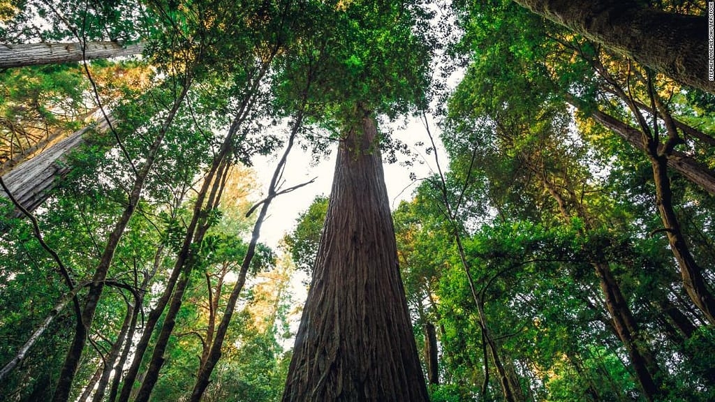 Visitors to the world’s tallest tree face $5,000 fines