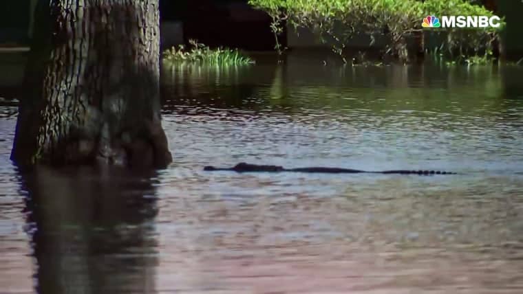 Reporter spots alligator swimming in Orlando floodwaters after Ian