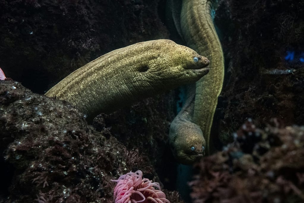 eel