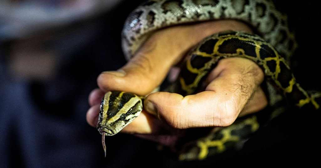 New York man charged with smuggling pythons in his pants across border