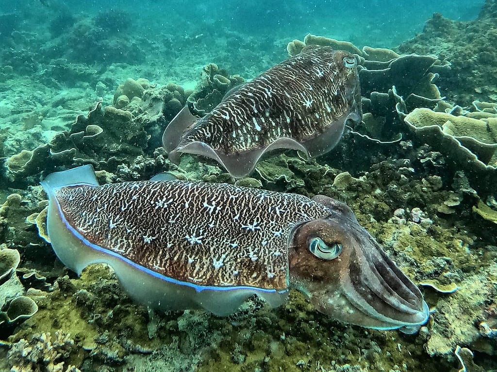 dos sepias nadando en un arrecife de krabi fotógrafo durante una excursión de snorkel