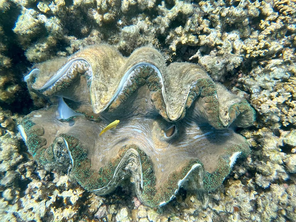 giant clam