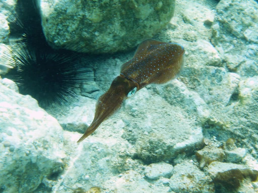 squid swimming near a sea urchin
