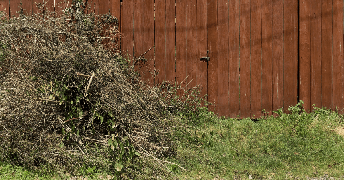 How to Clean Up an Overgrown Backyard 1