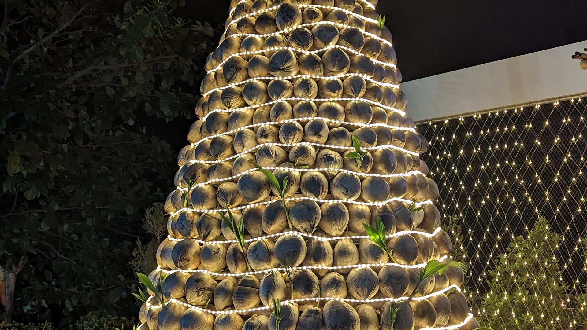 cocos apilados como un árbol de navidad y envueltos en luces de hadas