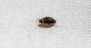 How to Get Rid of Furniture with Bed Bugs 1 How To Get Rid of Furniture with Bed Bugs