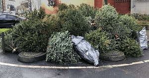 How To Dispose of a Christmas Tree 1 How To Dispose of a Christmas Tree 1