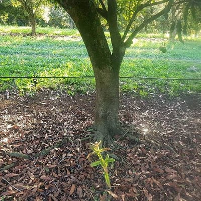 2019 Winner: Macadamia Orchard