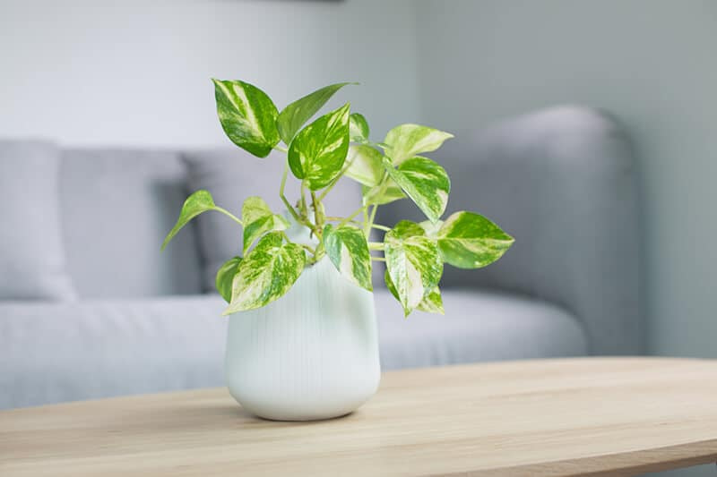 Green Plant on Coffee table