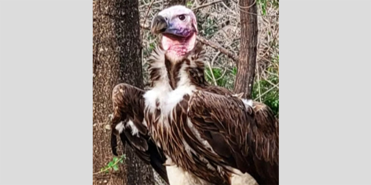 A dead vulture with an ‘unusual wound’ and other suspicious incidents rock the Dallas Zoo