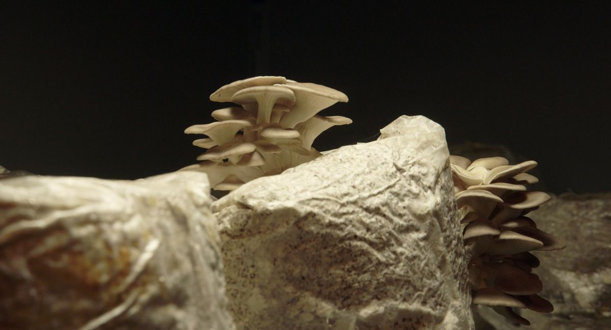 An image of white and beige Mushrooms in The Mushroom Speaks.
