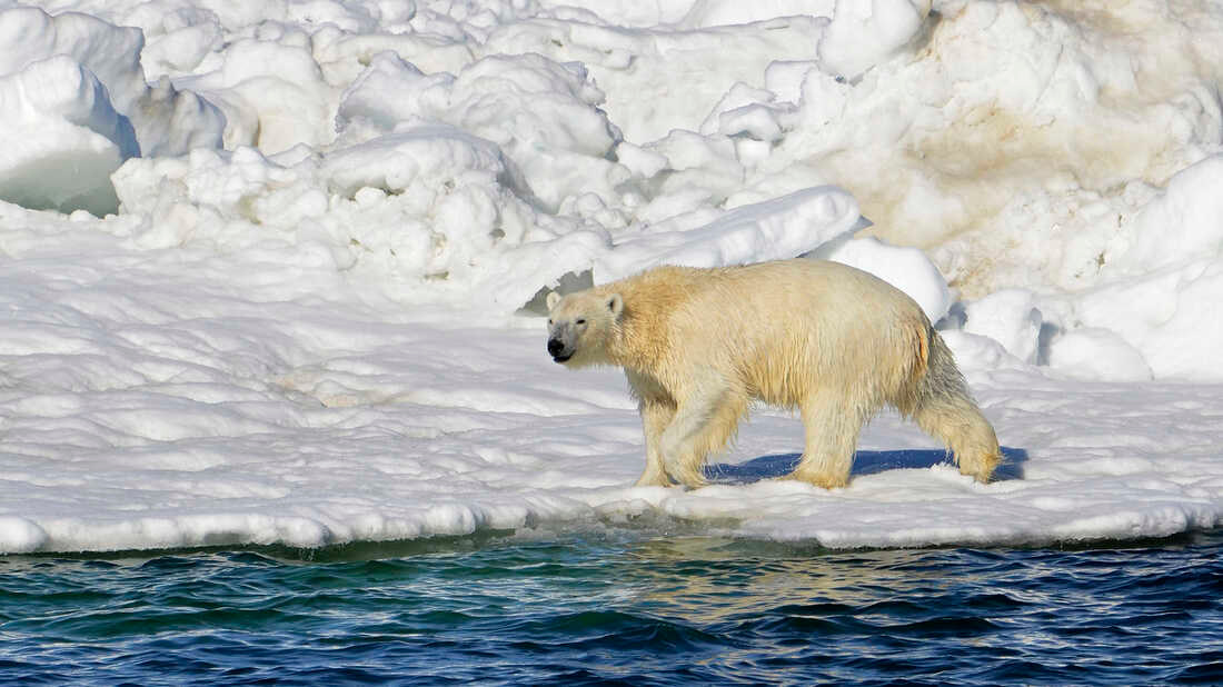 A polar bear kills a woman and a boy in a remote Alaska village