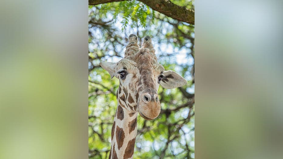 Wisconsin zoo mourns unexpected loss of 17-year-old giraffe