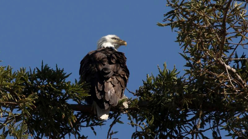 2 men hunted and killed a bald eagle in Nebraska, officials say