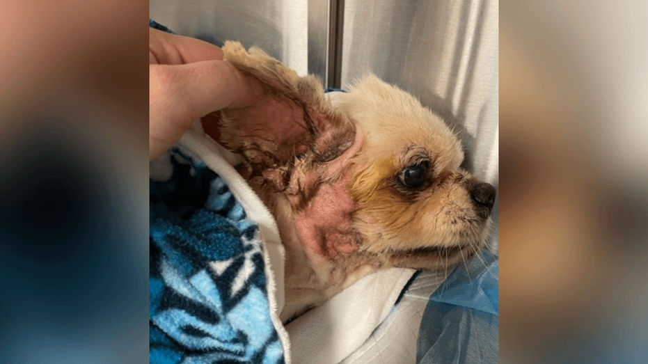 Florida dog found cemented to sidewalk, diagnosed with more than 20 medical conditions: ‘He was left to die’