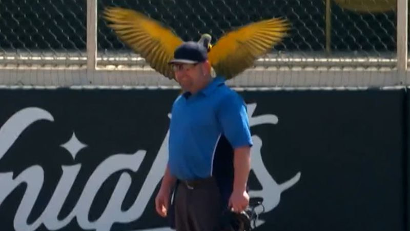 Tired parrot rests on umpire&#8217;s shoulder during game