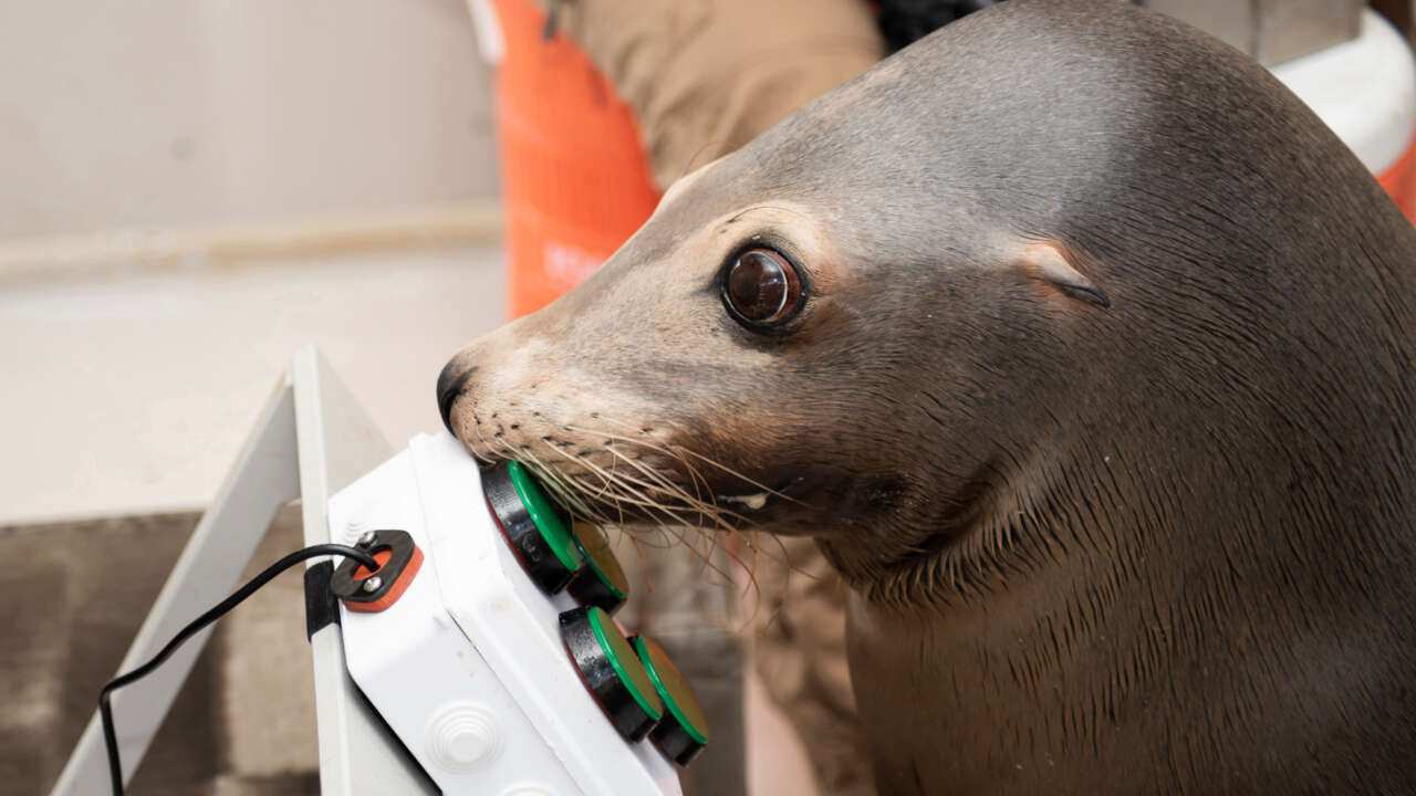 The US Military Is Training Sea Lions To Play Video Games