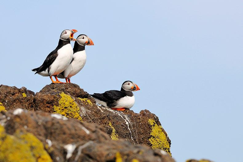 "Using AI to Monitor and Count Puffins: Here's How It's Done" - Credit: Forbes