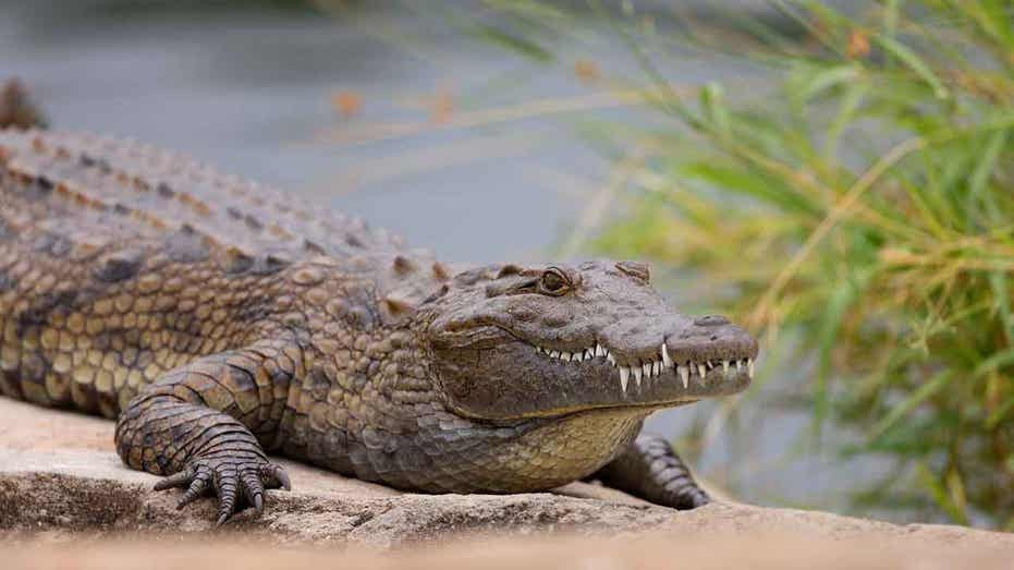 3 men arrested in South Africa for stealing 8-foot long crocodile