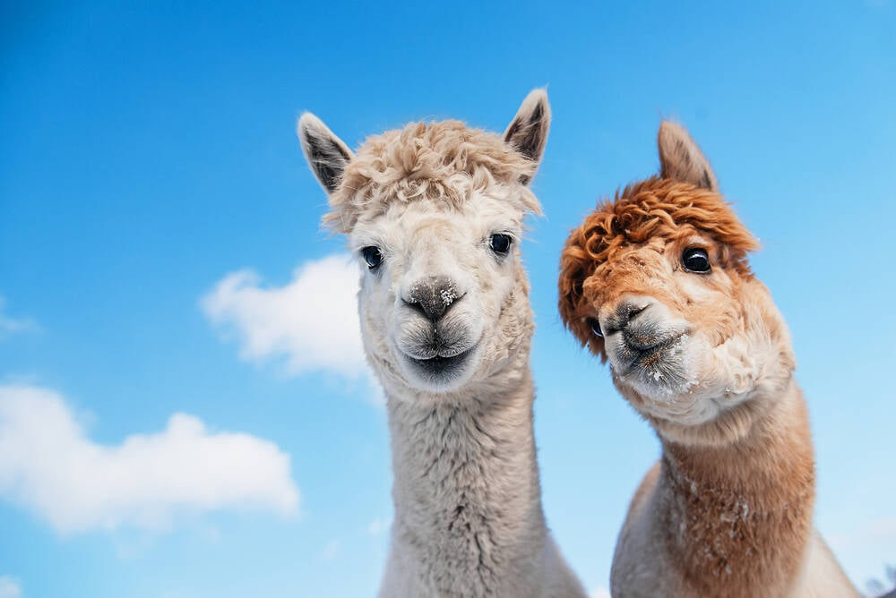 Stanford Pulls Plug on Expensive and Risky Alpaca AI Model - Credit: The Register