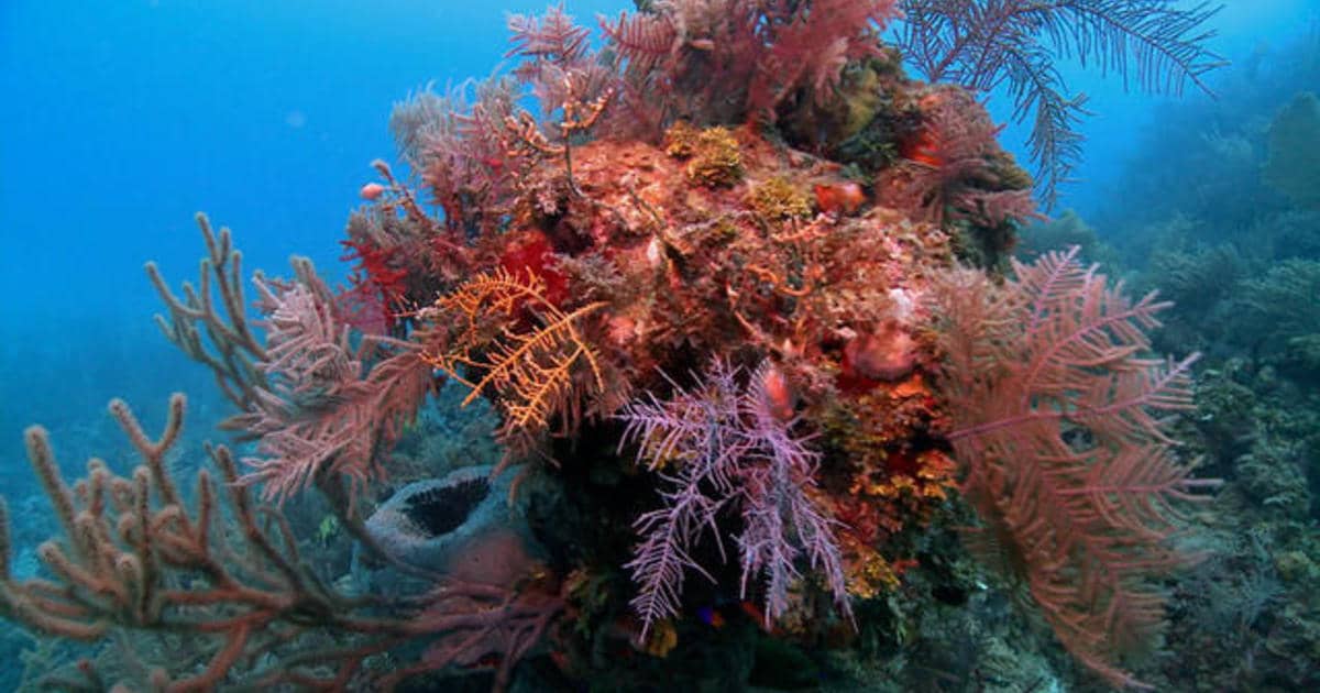 Exploring Cuba’s vibrant coral reefs (2011) | 60 Minutes Archive
