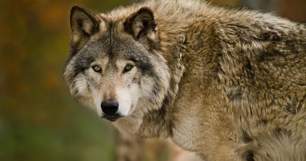 DNA test confirms animal killed in N.Y. was endangered wolf, not coyote