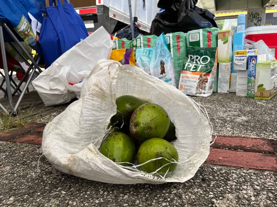 After Hurricane Fiona, avocados have become a currency of community in Puerto Rico