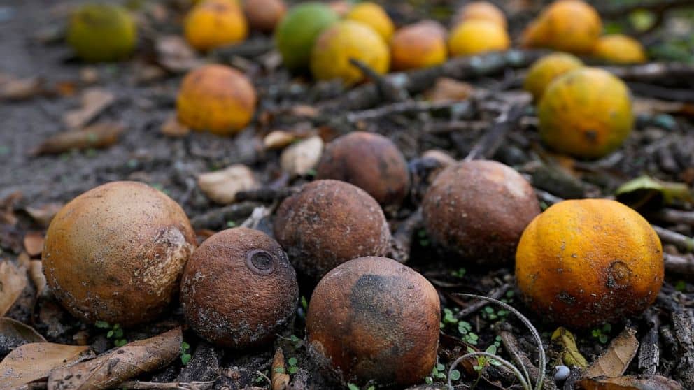 USDA: Florida orange crop down 36% after twin hurricanes