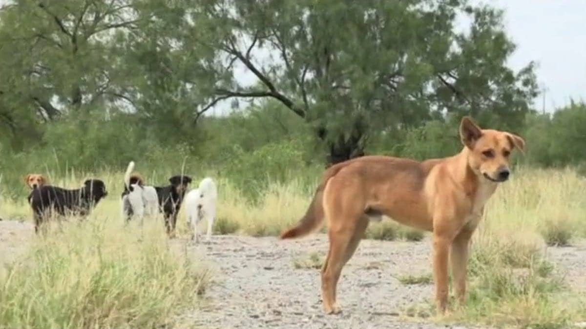 Owner of Big Dog Ranch Rescue on a mission to save canines left at the border: ‘It’s a huge problem’