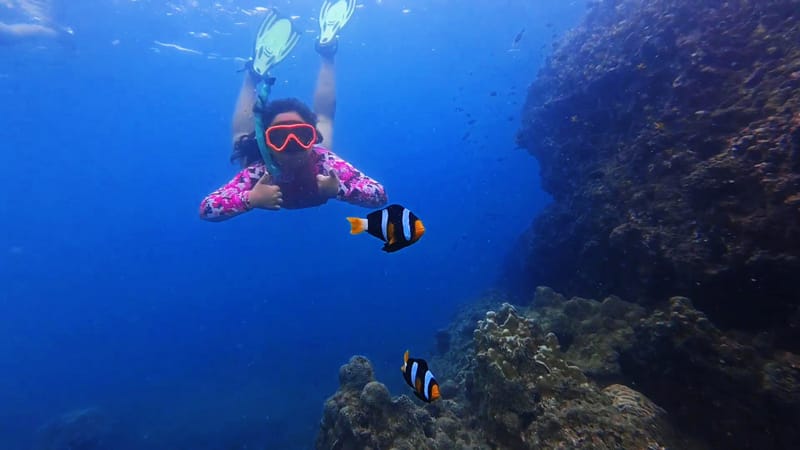 Child snorkeler approaching two clownfish swimming near reef ledge.